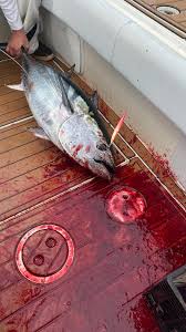 Fresh Fish ikejime Samuel Jaya Maritim